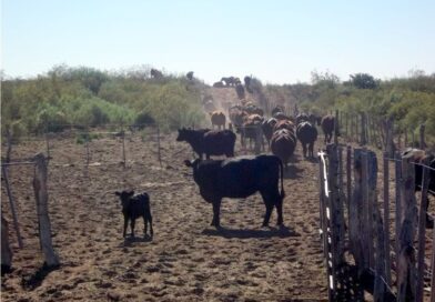 Nuevas líneas de asistencia para productores ganaderos y vitivinícolas