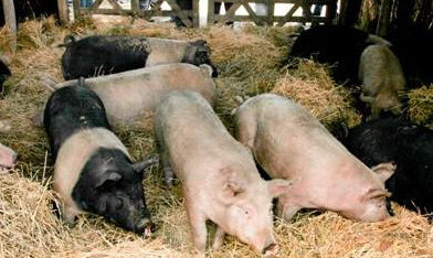 Vuelve la Expo CERDO: la 9ª edición se realizará el 17 y 18 de octubre en Bodega Faraón