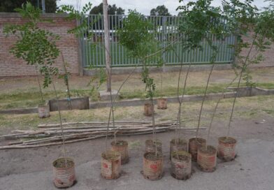 Continúa la forestación en el ingreso a la futura costanera centro