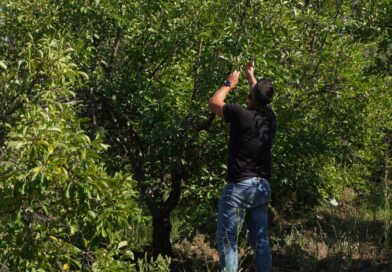 Emergencia agropecuaria para productores afectados por contingencias climáticas