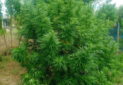 Cuatro detenidos y más de 55 kilos de cannabis secuestrados tras una investigación por abuso de arma