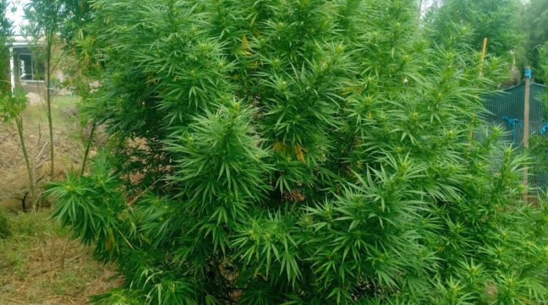 Cuatro detenidos y más de 55 kilos de cannabis secuestrados tras una investigación por abuso de arma