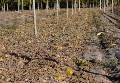 Finca Modelo Faraón da inicio a la siembra de invierno